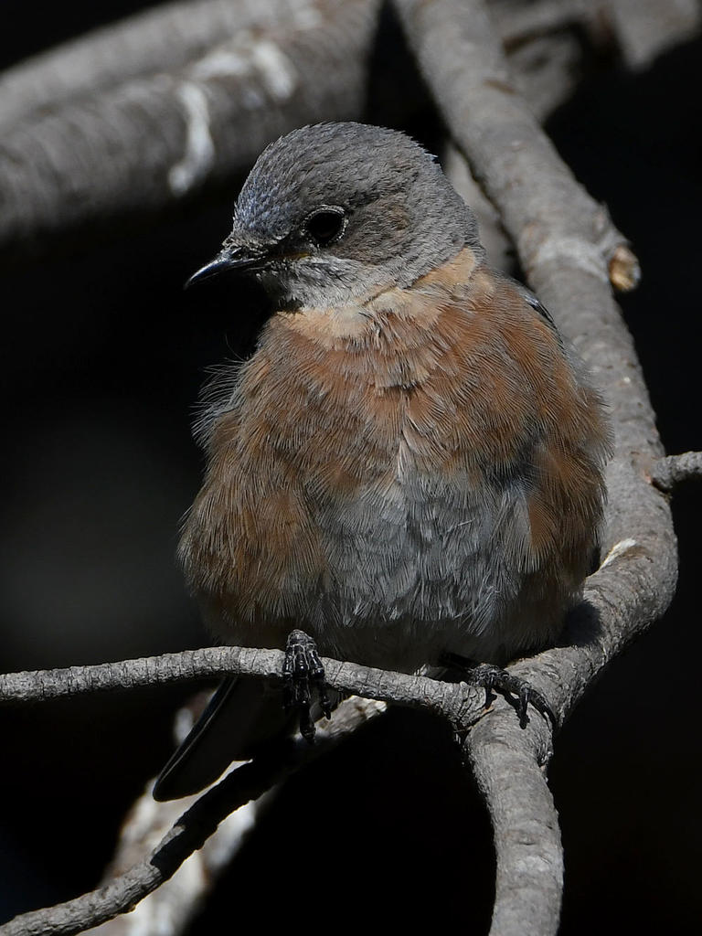 Bluebird10.jpg