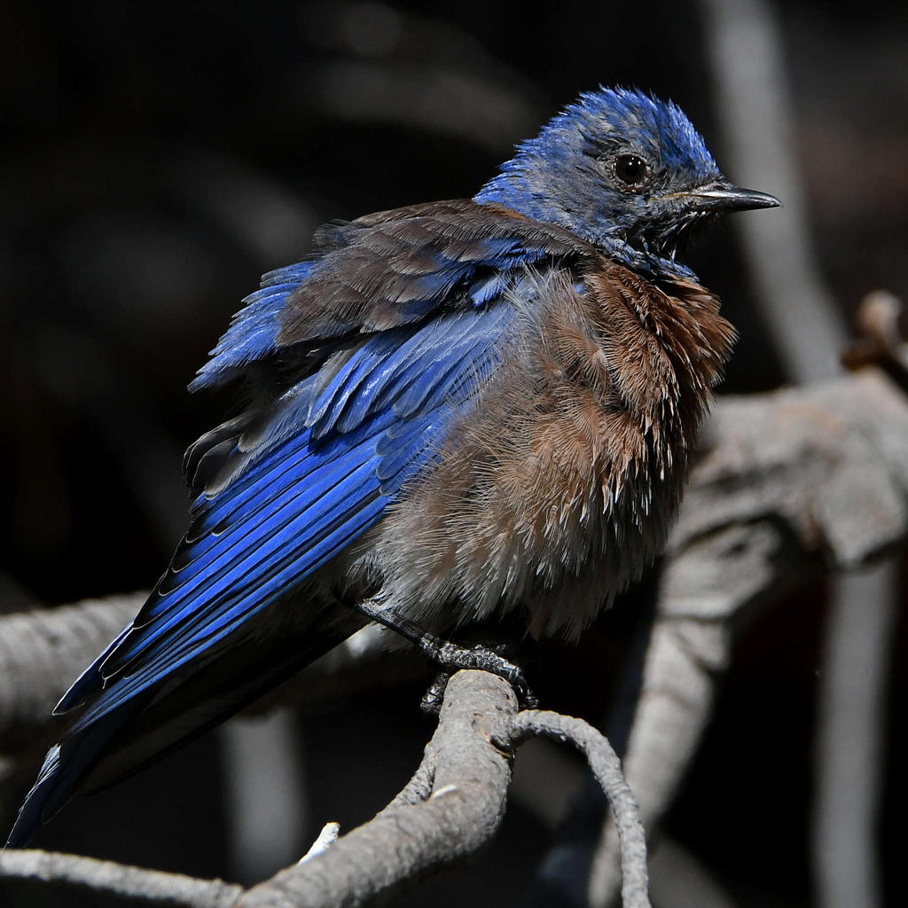Bluebird10.jpg