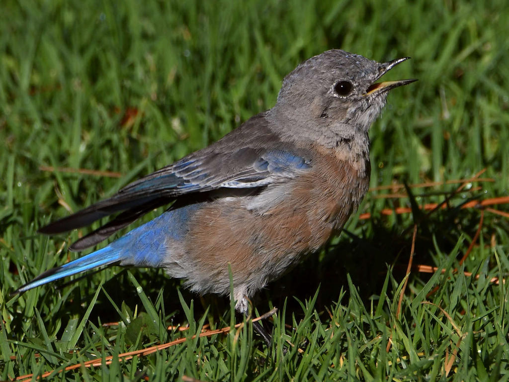 Bluebird10.jpg