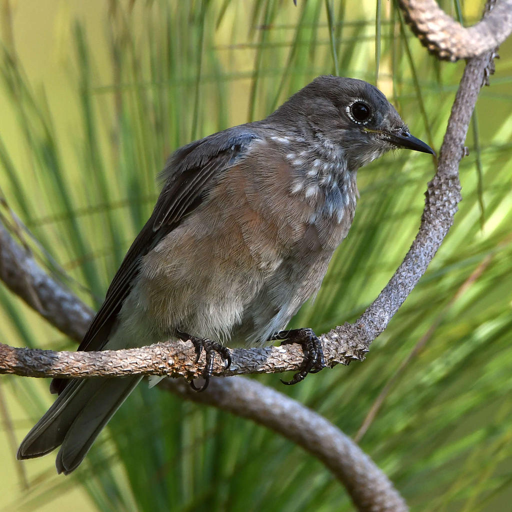 Bluebird10.jpg