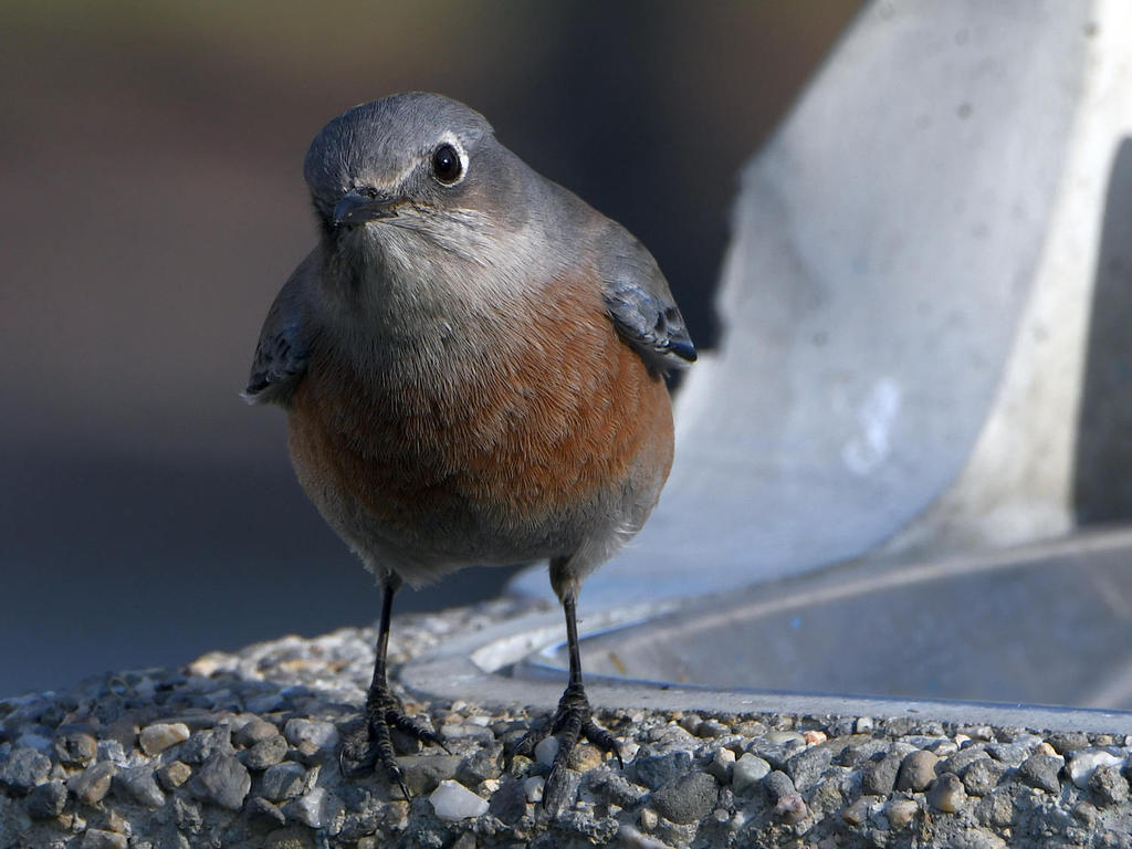 Bluebird10.jpg