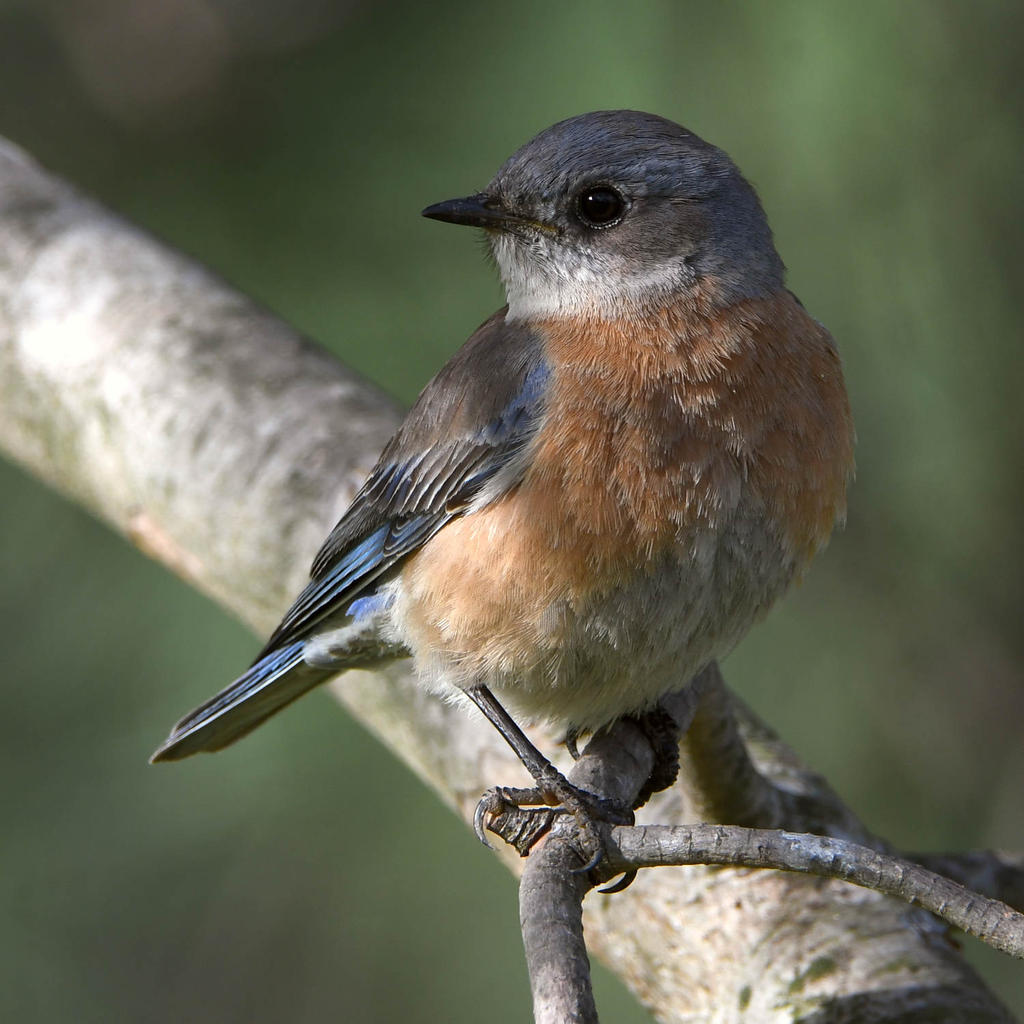 Bluebird10.jpg