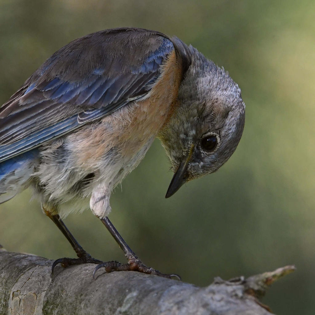 Bluebird10.jpg