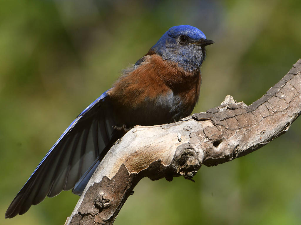 Bluebird10.jpg