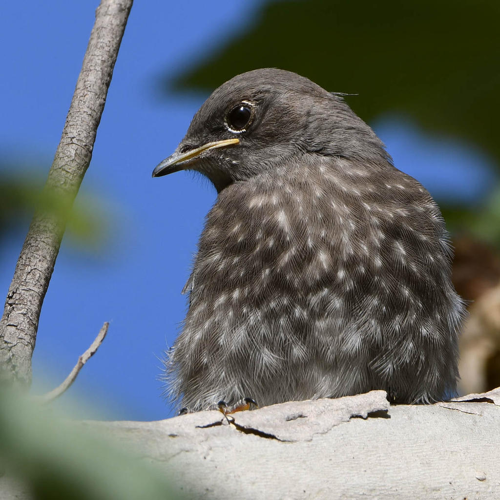 Bluebird10.jpg
