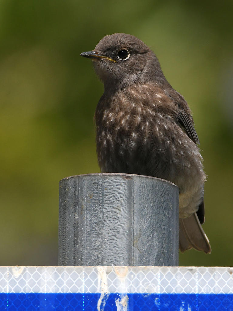Bluebird10.jpg