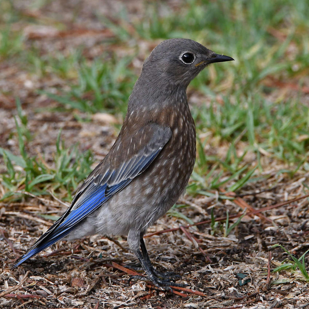 Bluebird10.jpg