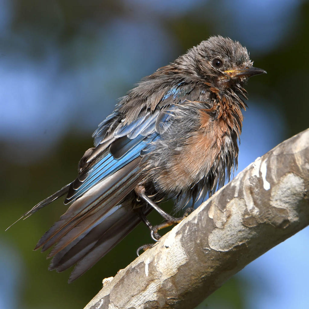 Bluebird10.jpg