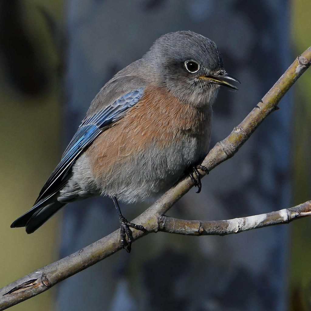 Bluebird10.jpg