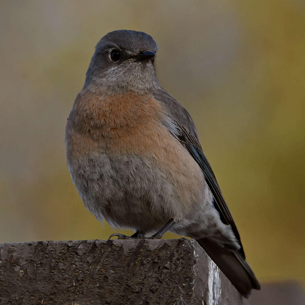 Bluebird10.jpg