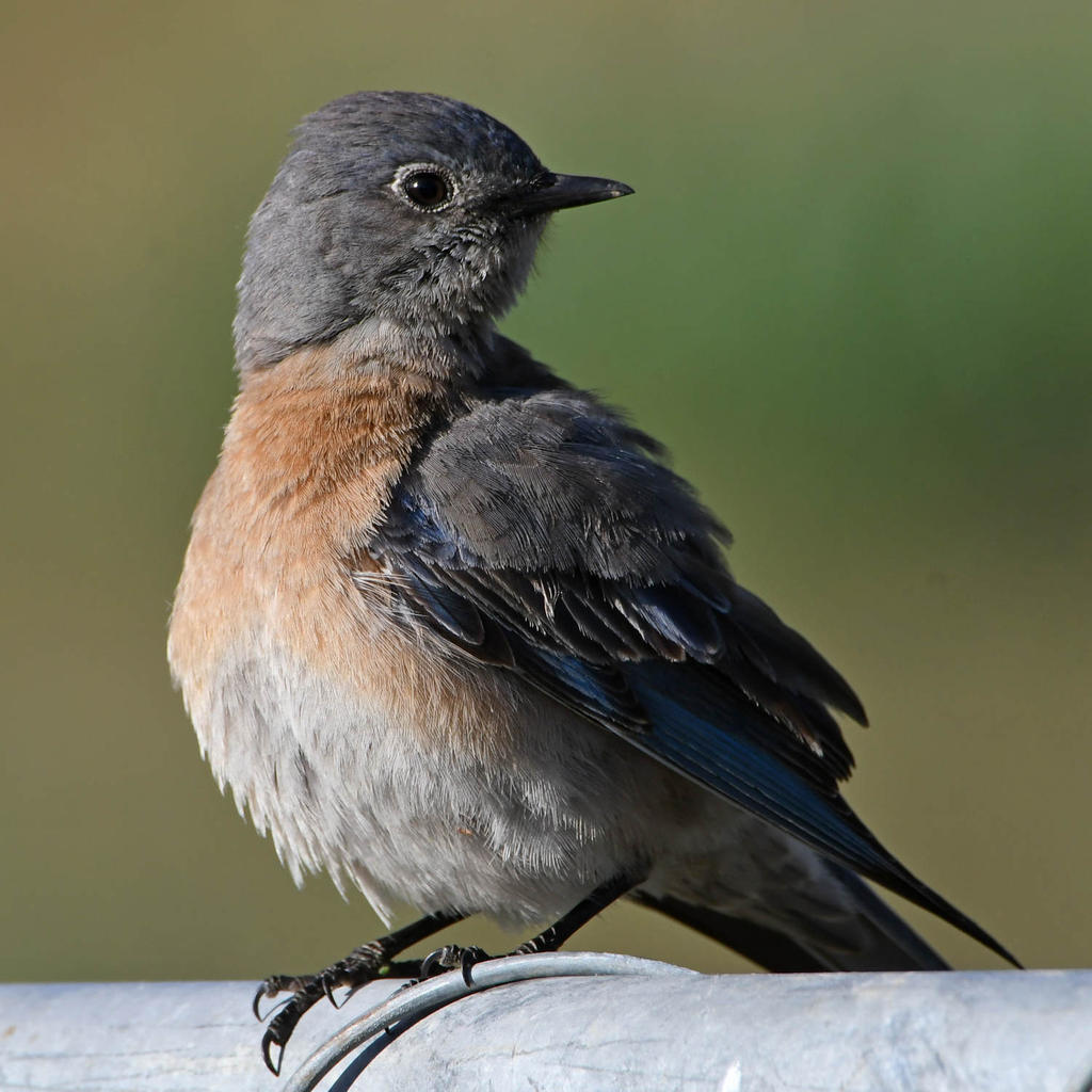 Bluebird10.jpg