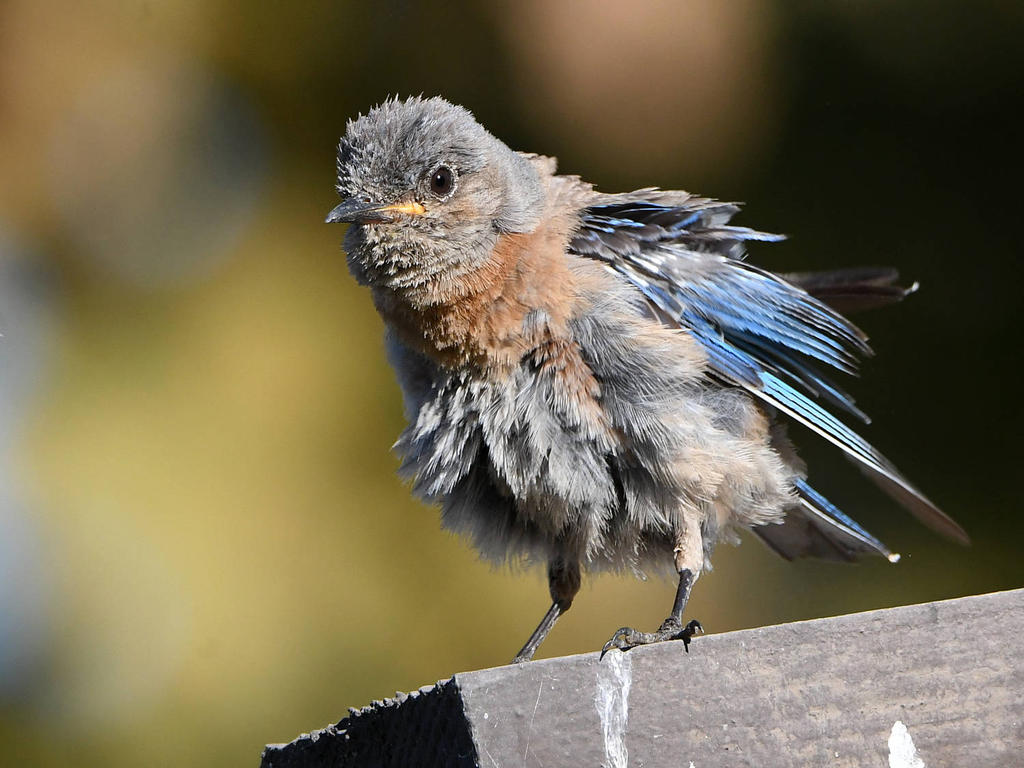 Bluebird10.jpg