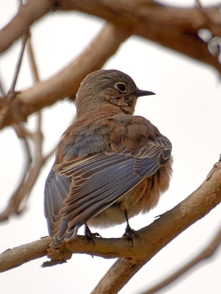 Bluebird11.jpg