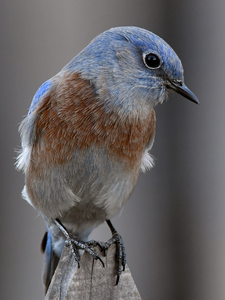 Bluebird11.jpg