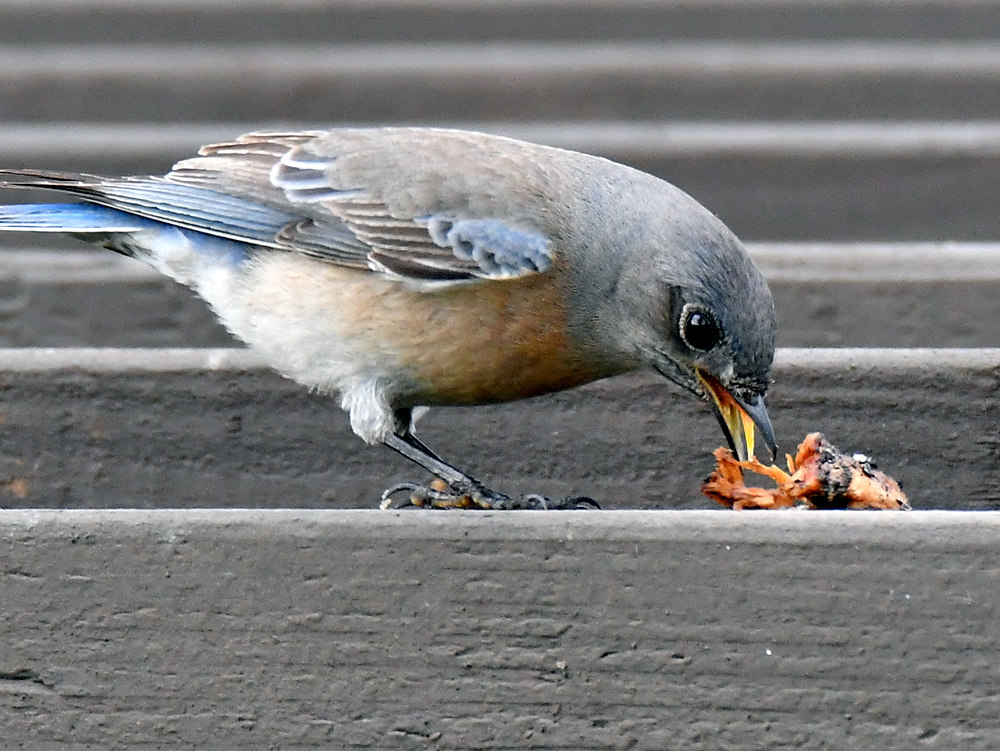Bluebird11.jpg