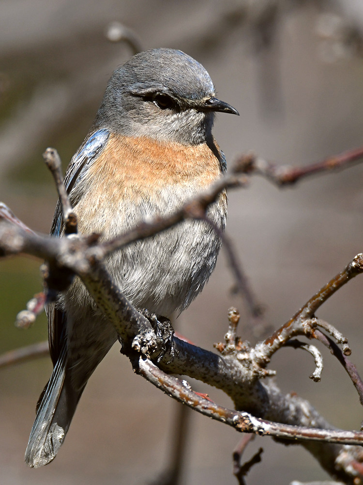Bluebird11.jpg