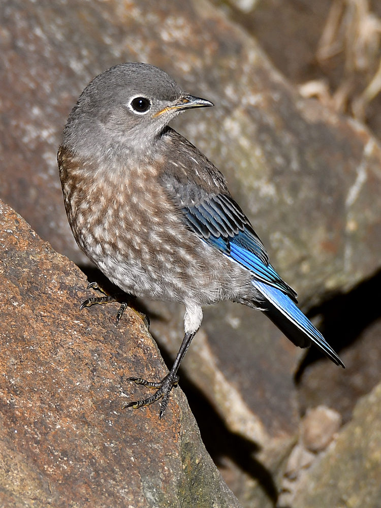 Bluebird11.jpg