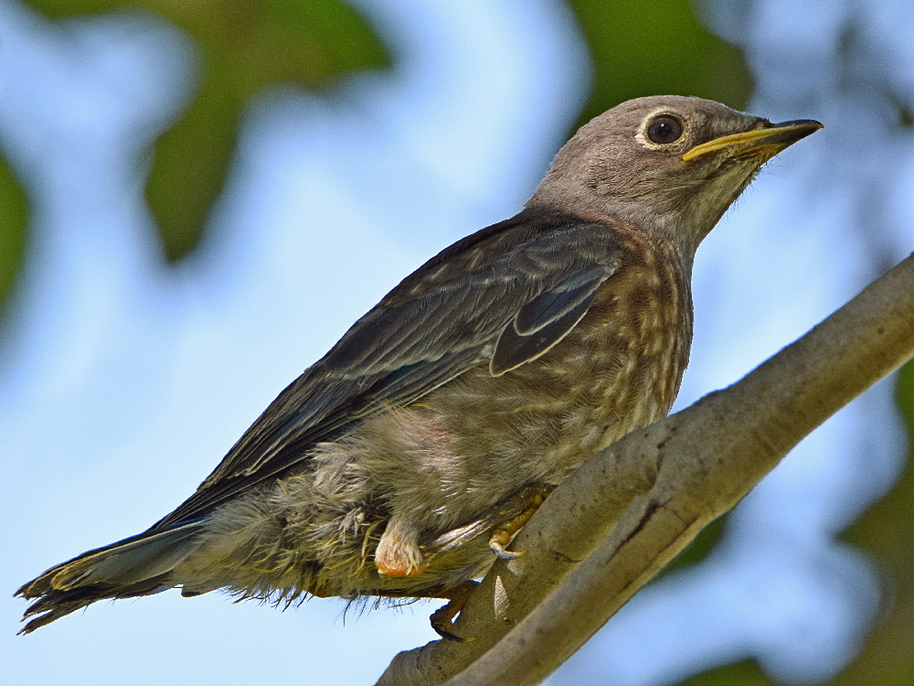 Bluebird11.jpg