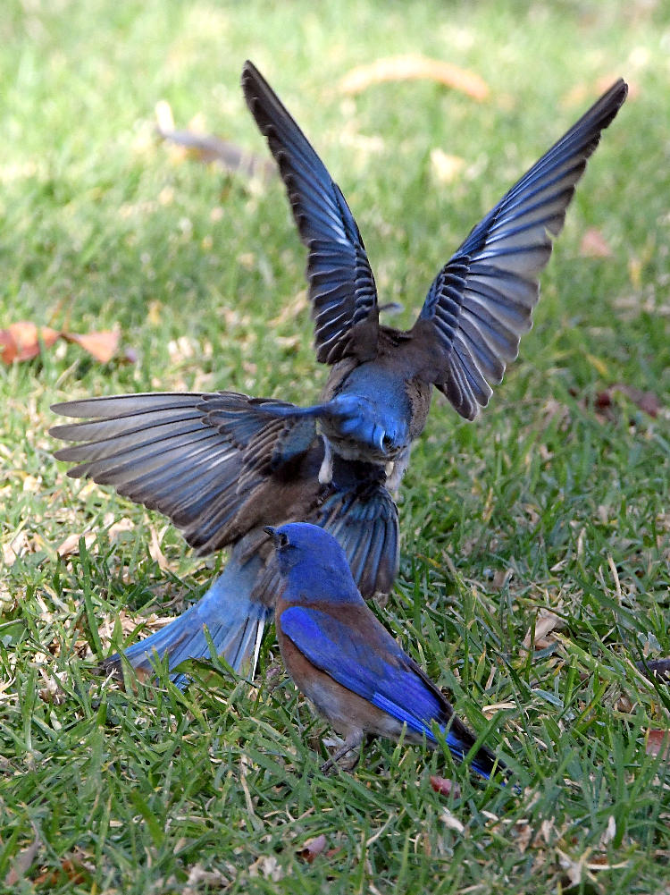 Bluebird11.jpg