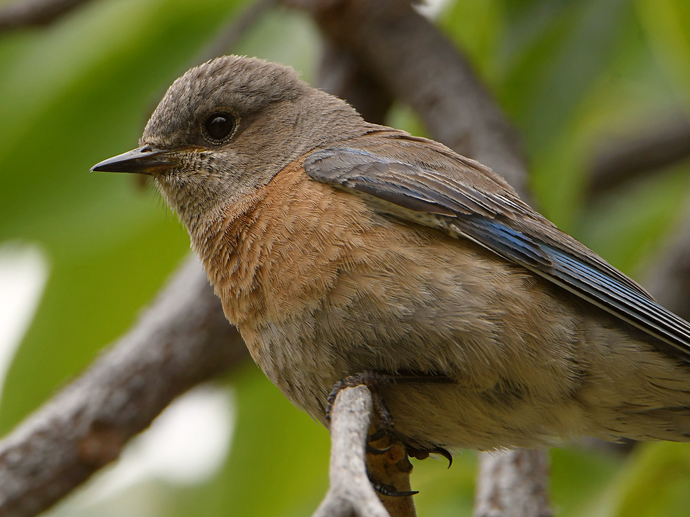 Bluebird11.jpg