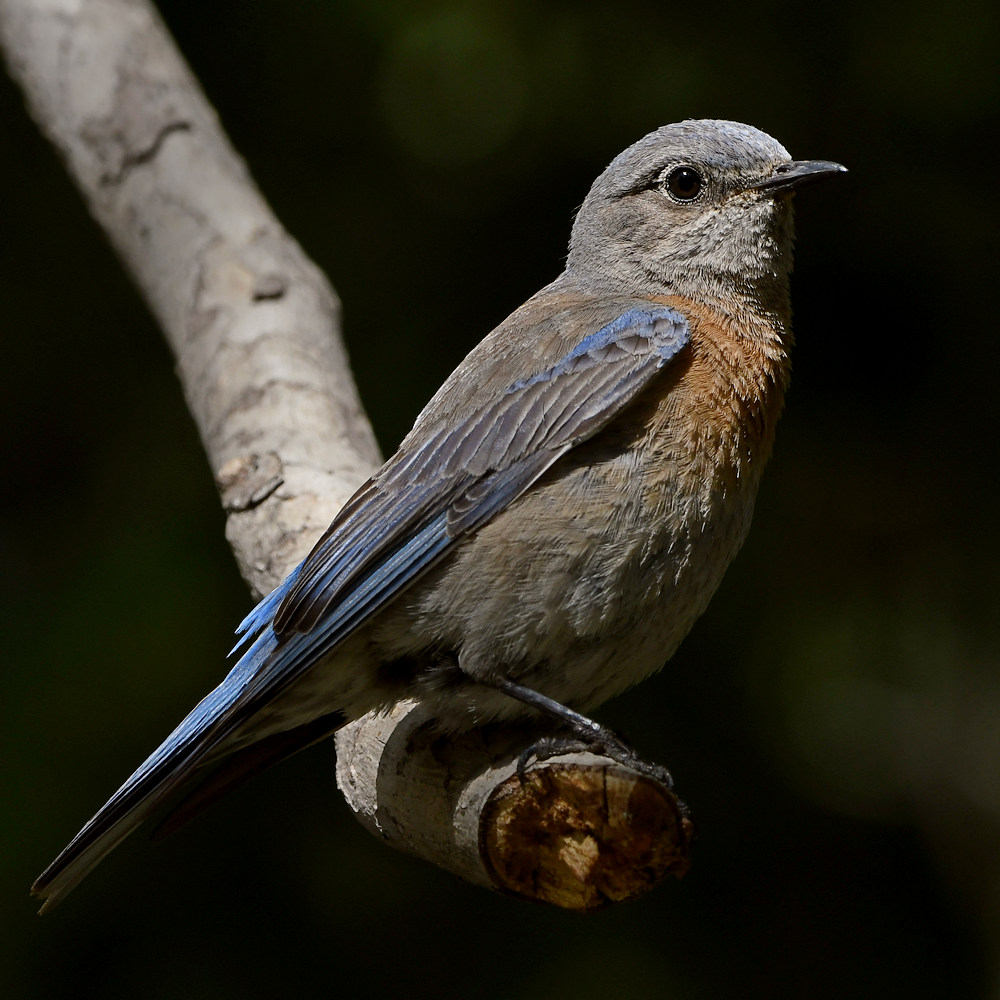 Bluebird11.jpg