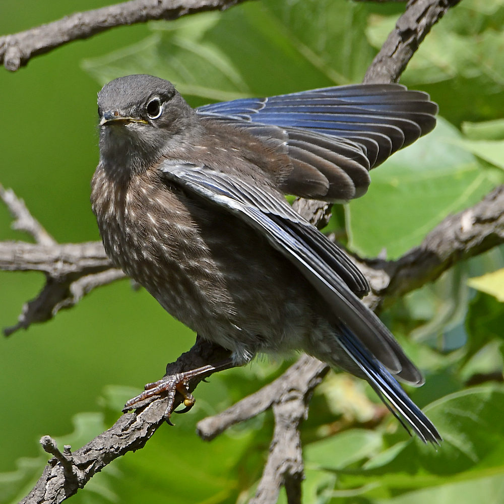 Bluebird11.jpg