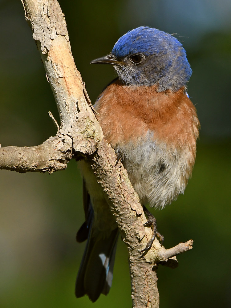 Bluebird11.jpg