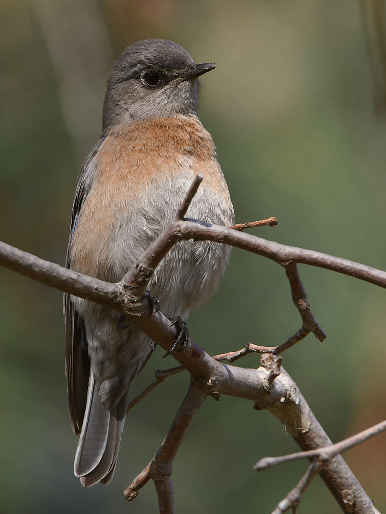 Bluebird11.jpg