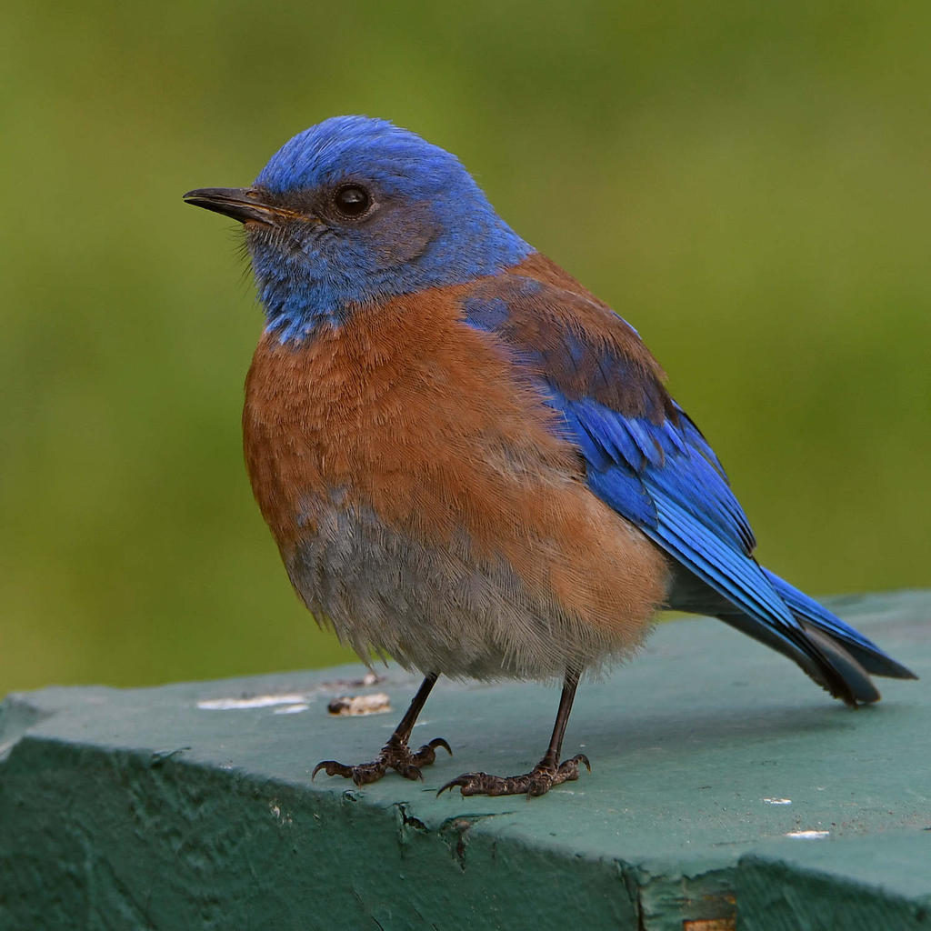 Bluebird11.jpg