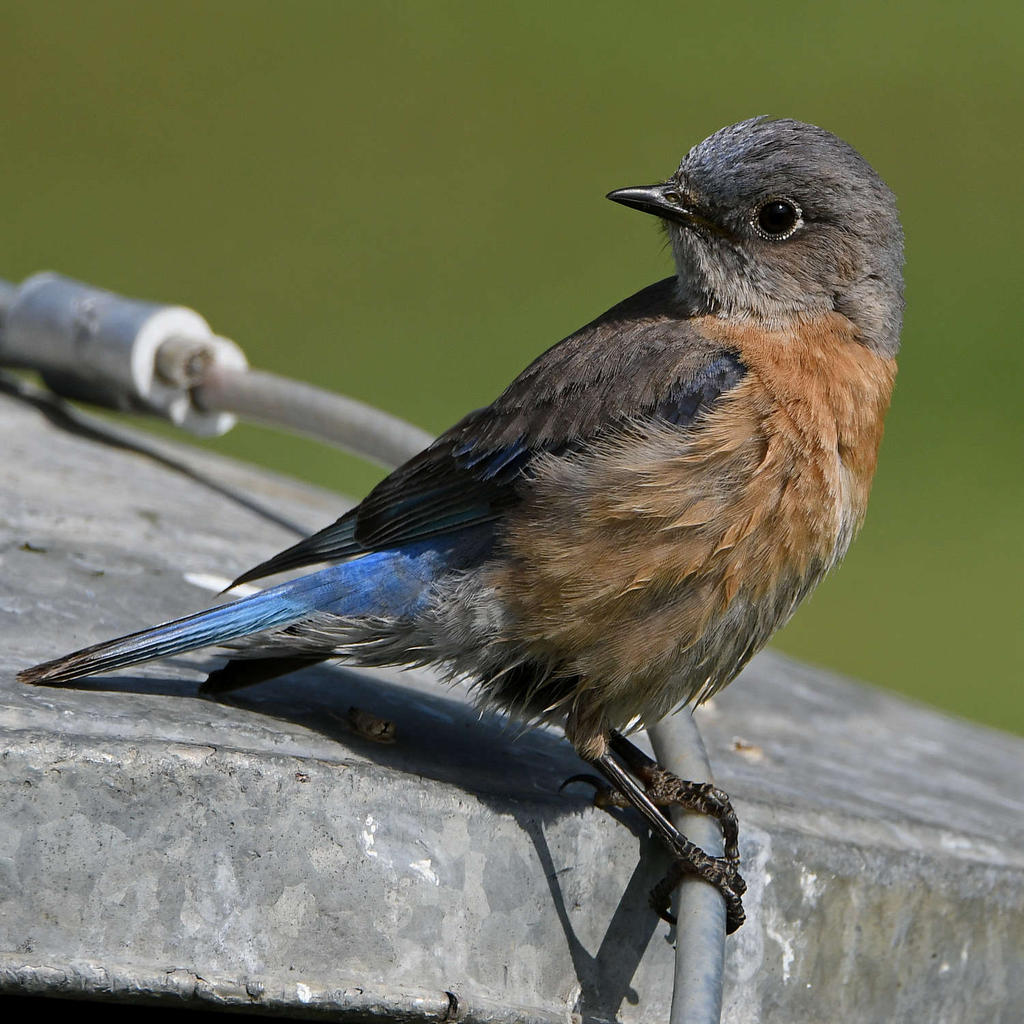 Bluebird11.jpg