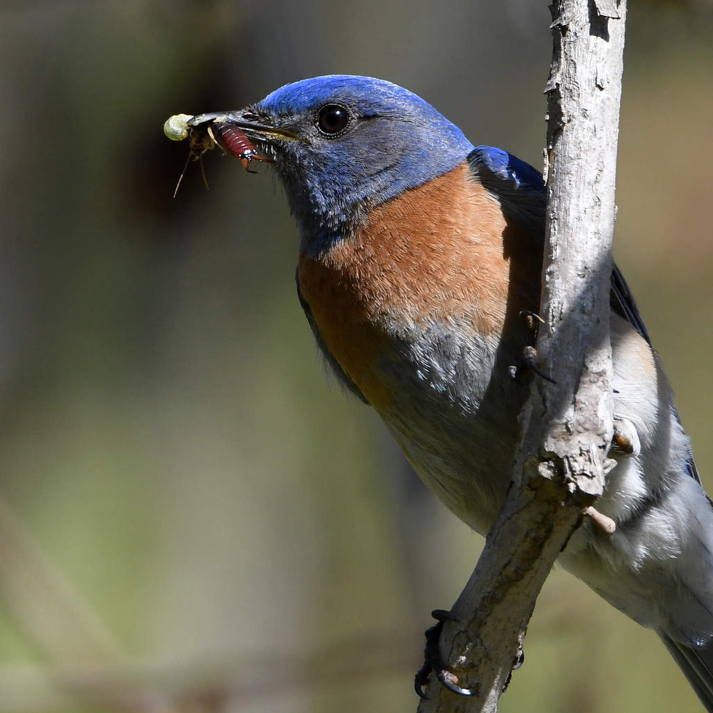 Bluebird11.jpg