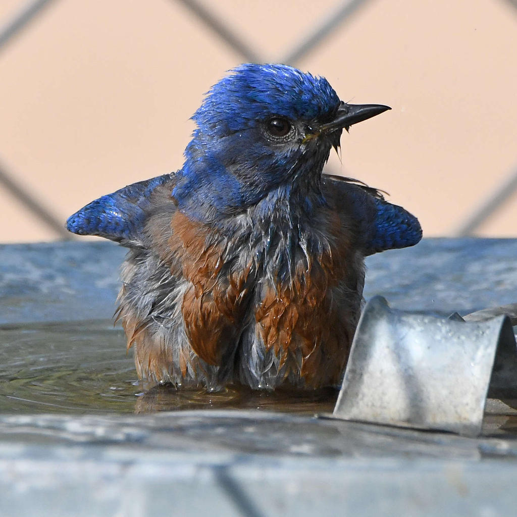 Bluebird11.jpg