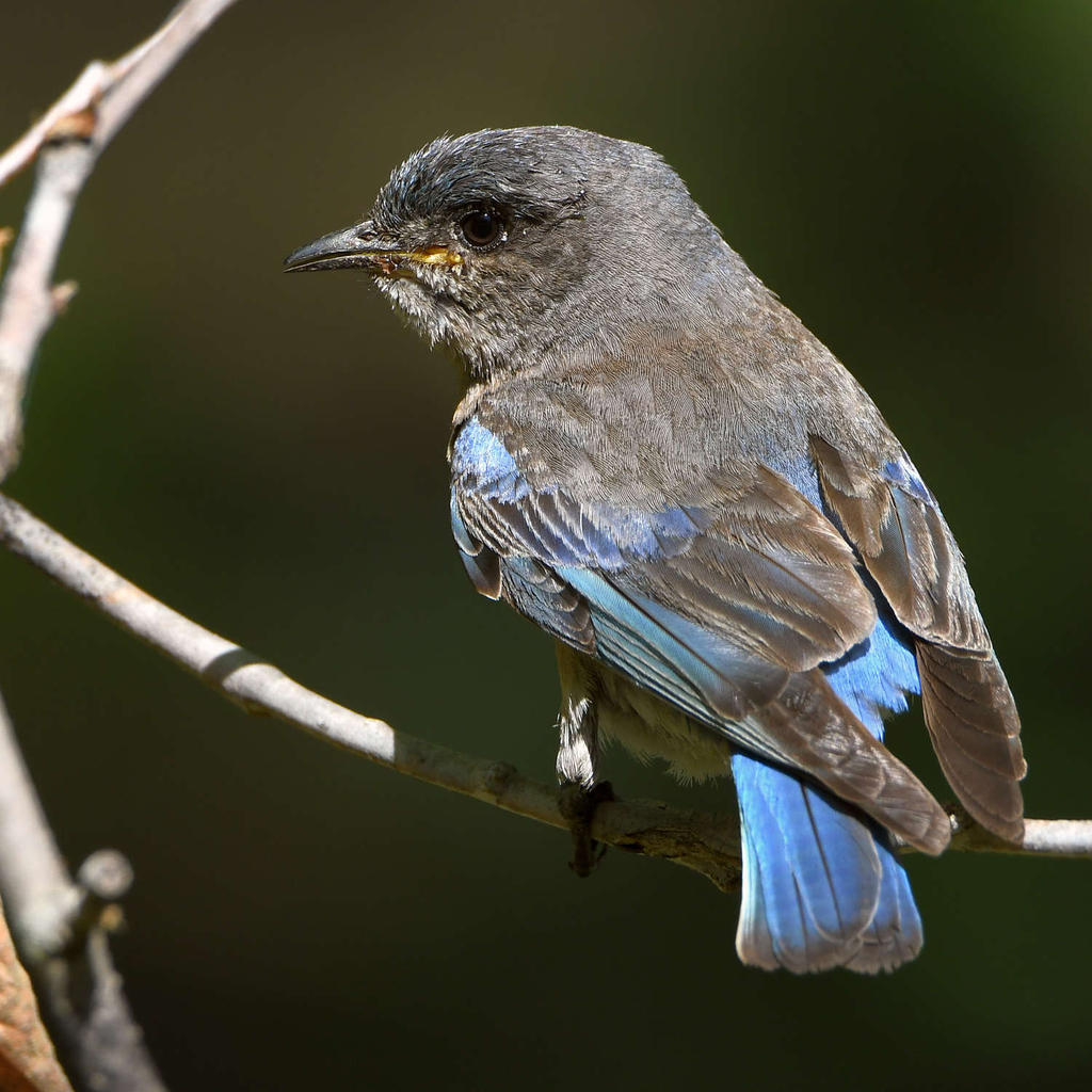 Bluebird11.jpg