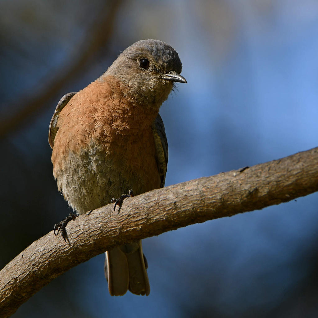 Bluebird11.jpg