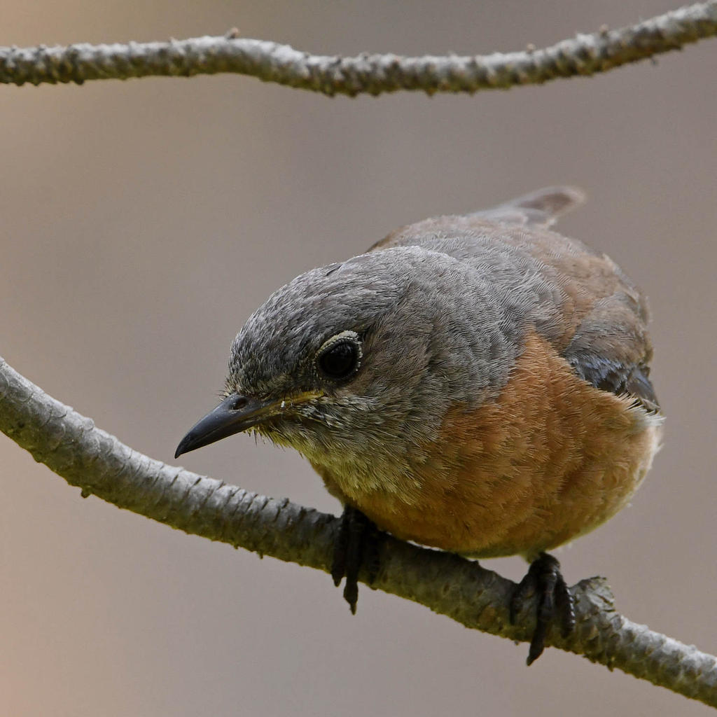 Bluebird11.jpg
