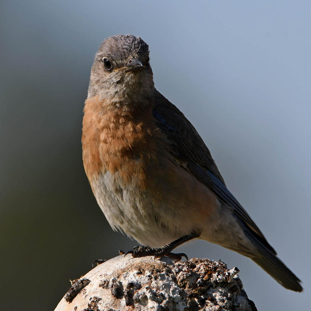 Bluebird11.jpg