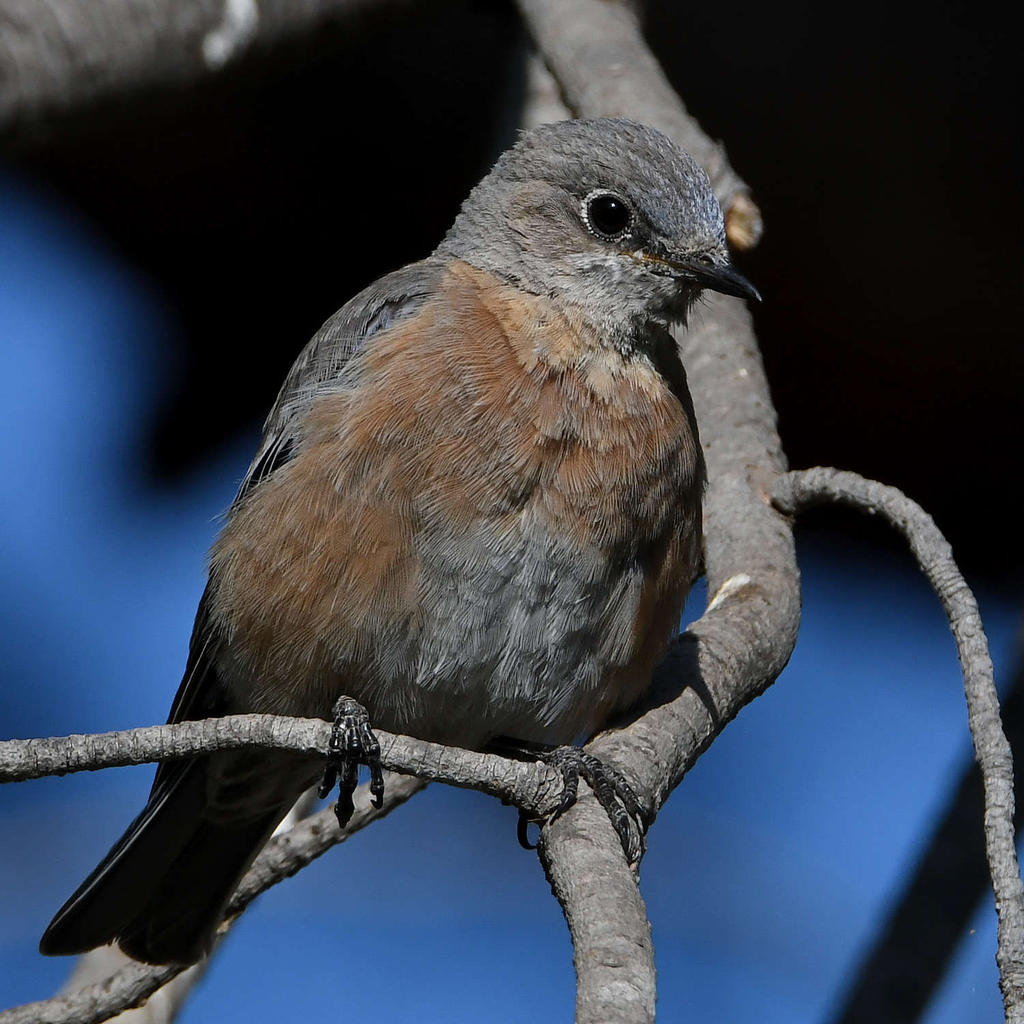 Bluebird11.jpg