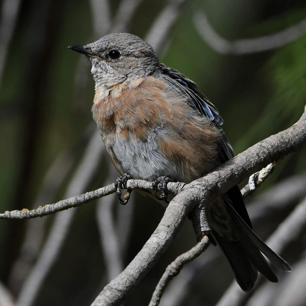 Bluebird11.jpg