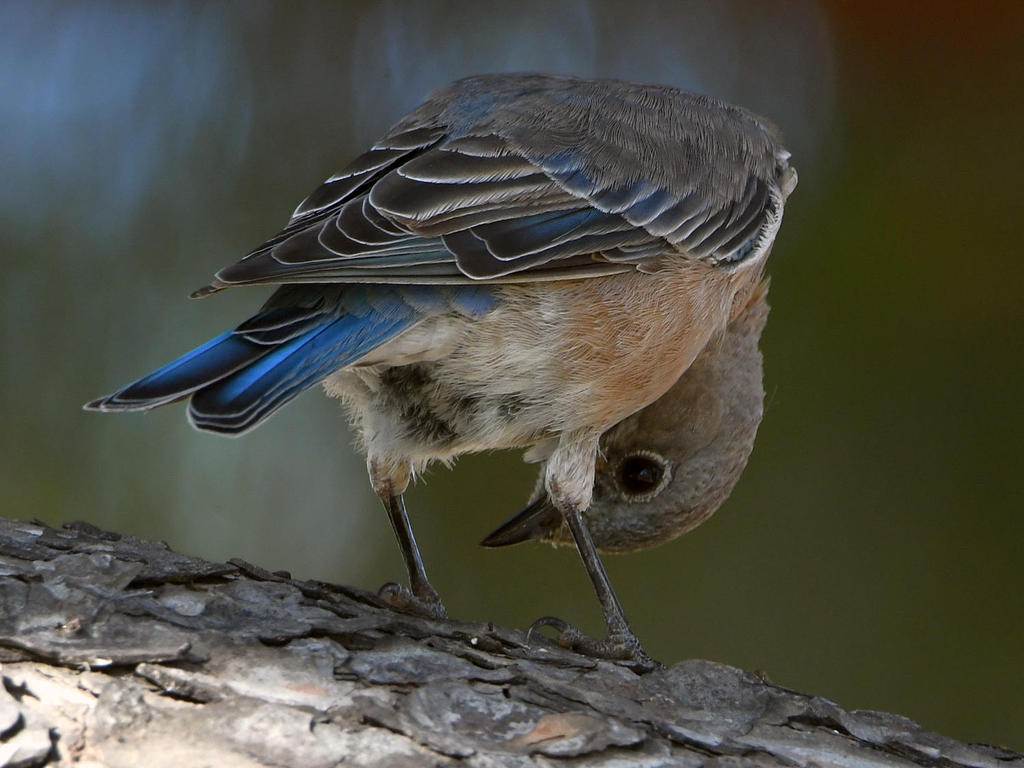 Bluebird11.jpg