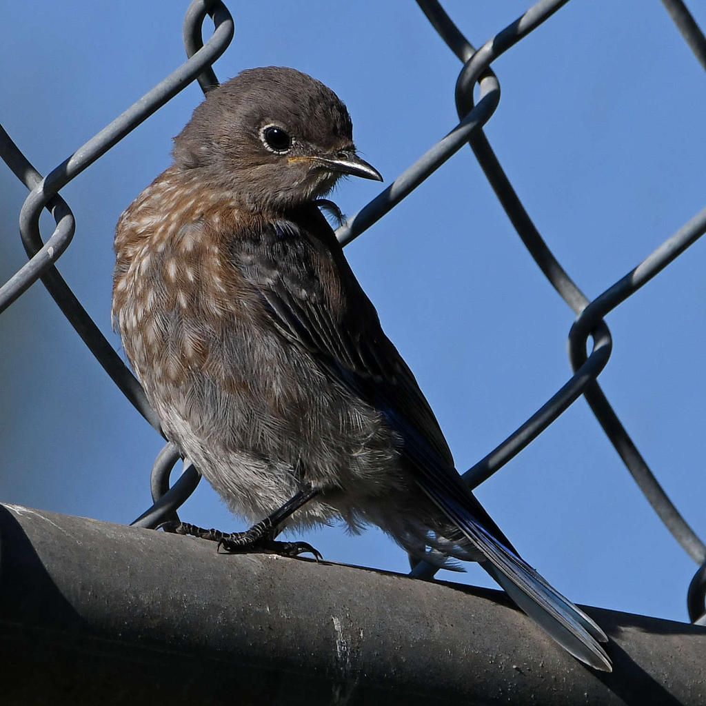 Bluebird11.jpg