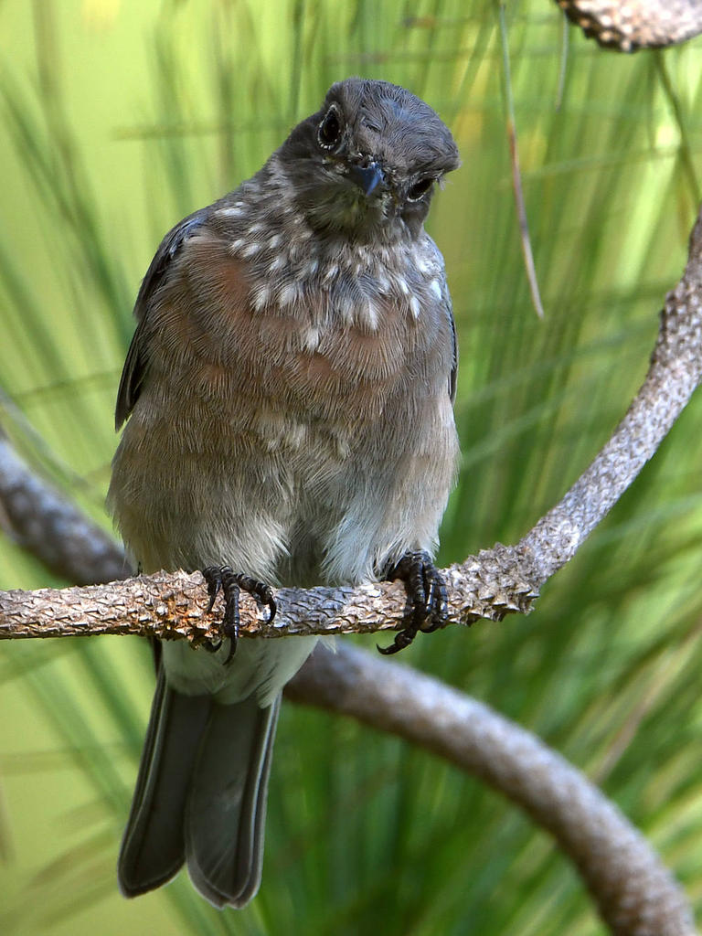Bluebird11.jpg