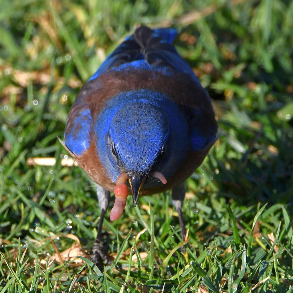 Bluebird11.jpg