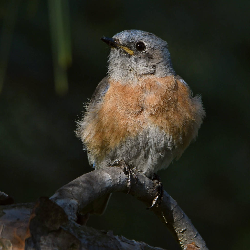 Bluebird11.jpg