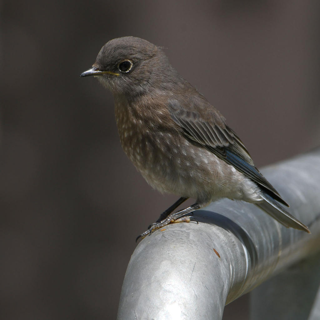 Bluebird11.jpg