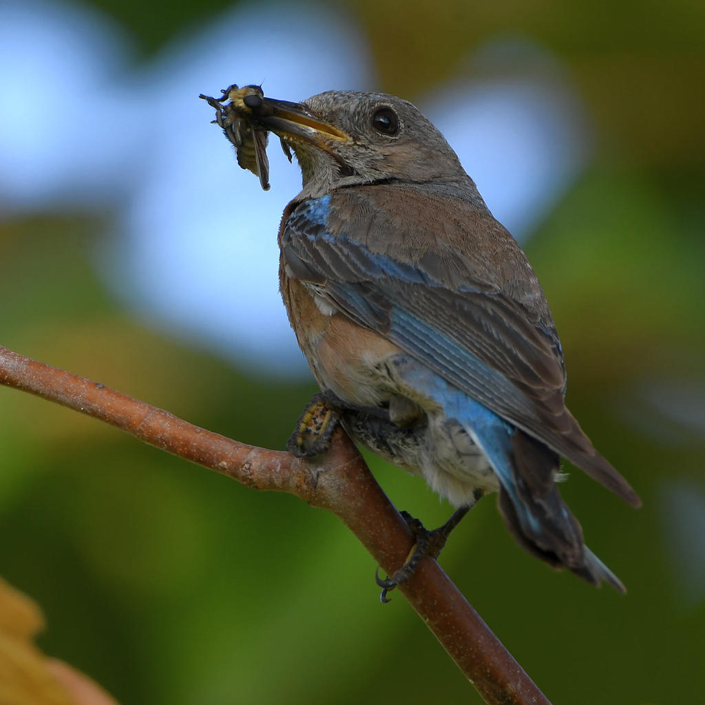 Bluebird11.jpg