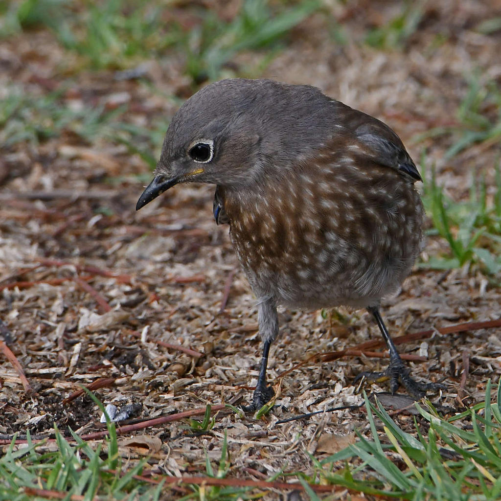 Bluebird11.jpg