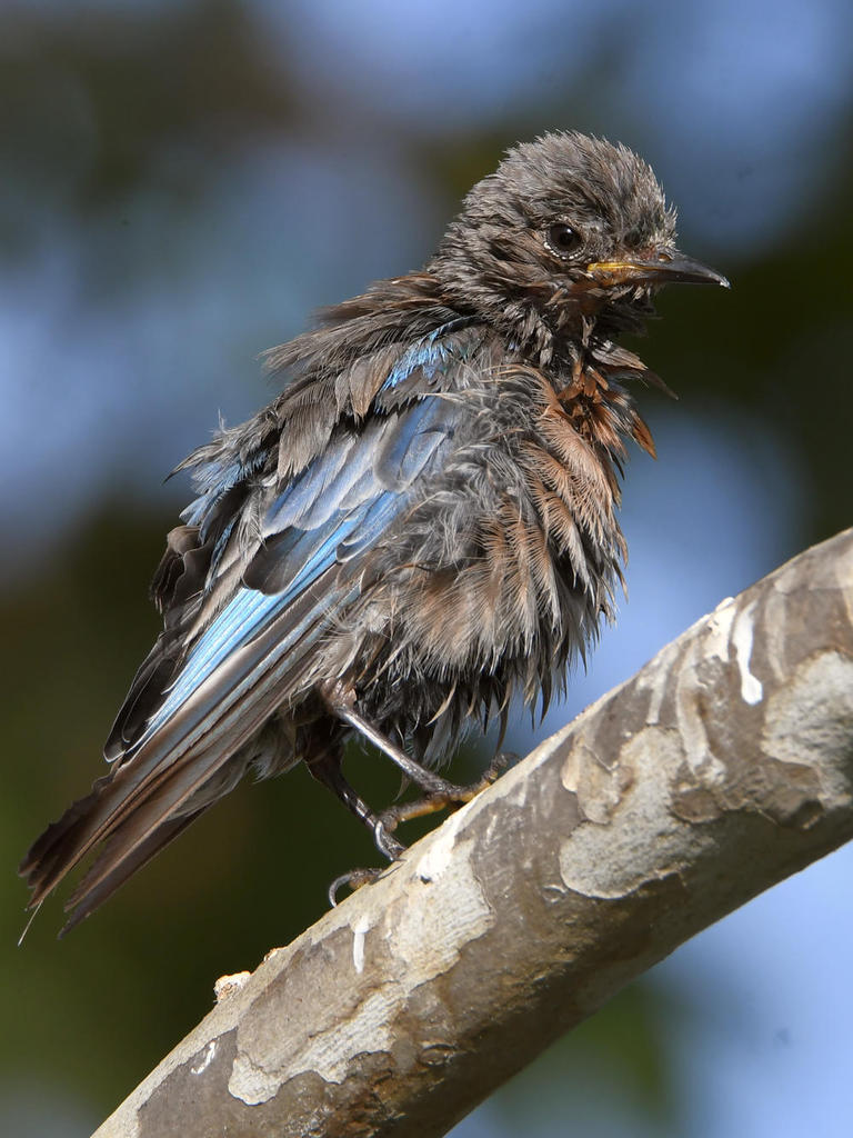 Bluebird11.jpg