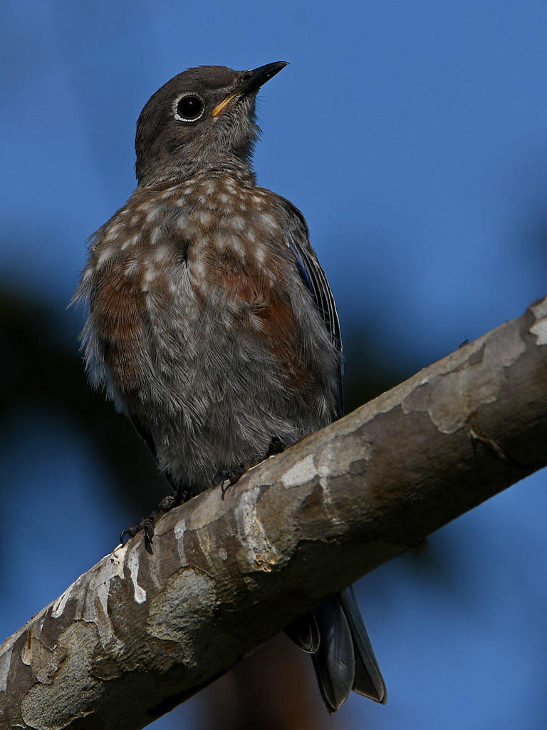 Bluebird11.jpg