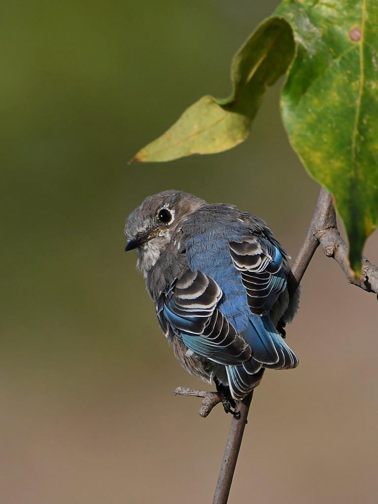 Bluebird11.jpg