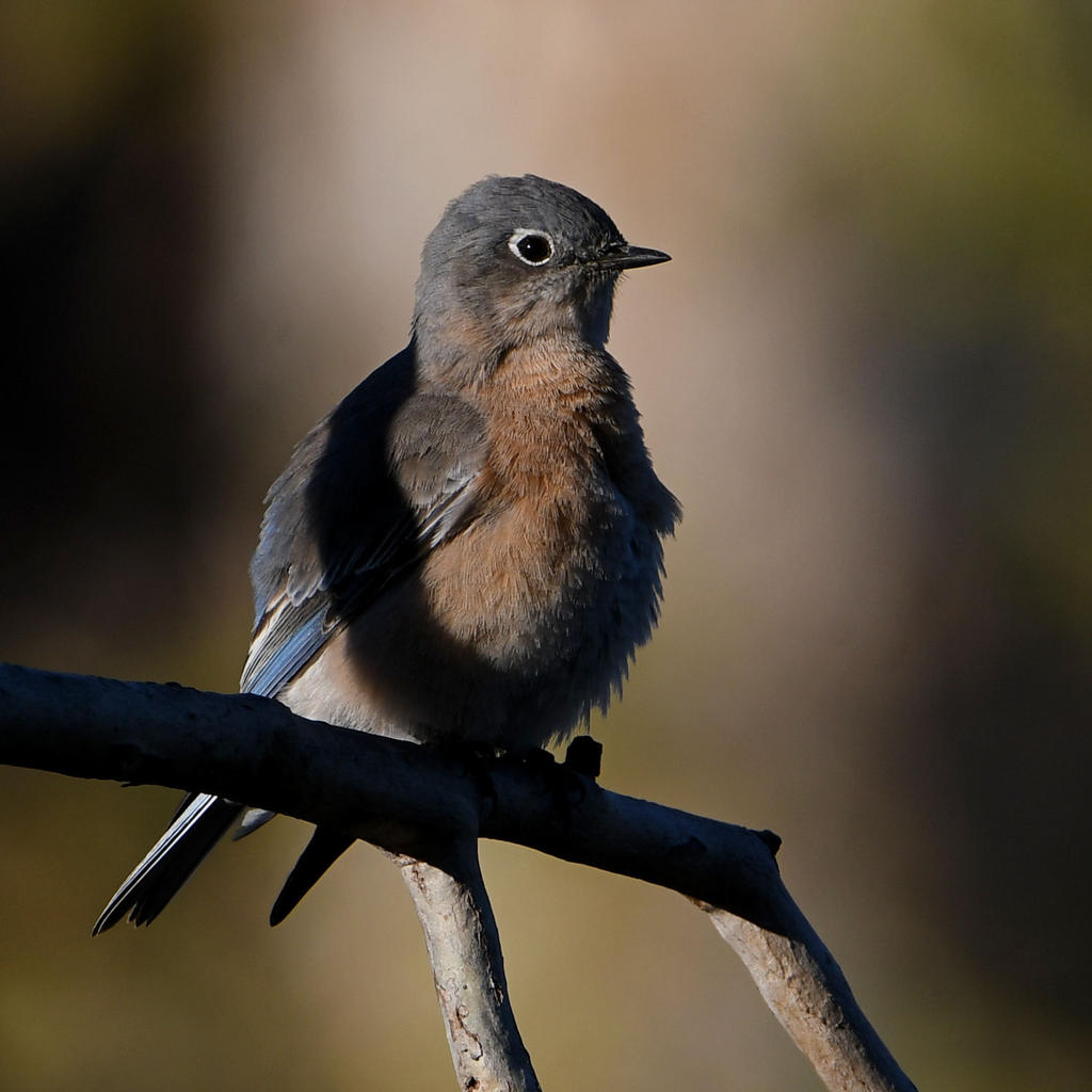 Bluebird11.jpg